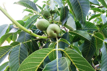 Laden Sie das Bild in den Galerie-Viewer, Echter Walnussbaum - Juglans regia - Winterharte Pflanze 150-170cm.