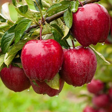 Laden Sie das Bild in den Galerie-Viewer, Echter Apfelbaum Red Delicious. Winterhart. 150-170cm im Topf - süße Früchte.