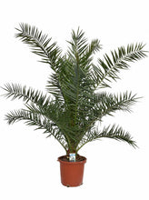 Laden Sie das Bild in den Galerie-Viewer, Echte Kanarische Dattelpalmen - Phoenix canariensis - Phönixpalme 120-150 cm