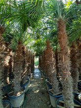 Laden Sie das Bild in den Galerie-Viewer, Echte Palme 4,50 Meter Höhe Trachycarpus Fortunei Hanfpalme - Chinesische Fächerpalme - Winterhart bis minus 18 Grad