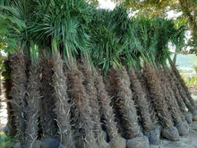 Laden Sie das Bild in den Galerie-Viewer, Echte Palme 2,20 - 2,50 Meter Höhe Trachycarpus Fortunei Hanfpalme - Chinesische Fächerpalme - Winterhart bis minus 18 Grad