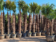 Laden Sie das Bild in den Galerie-Viewer, Echte Palme 4,50 Meter Höhe Trachycarpus Fortunei Hanfpalme - Chinesische Fächerpalme - Winterhart bis minus 18 Grad