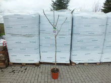 Laden Sie das Bild in den Galerie-Viewer, Echter Feigenbaum 180 cm Obstbaum winterhart kräftiger Stamm, Ficus Carica