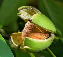 Laden Sie das Bild in den Galerie-Viewer, Echter Walnussbaum - Juglans regia - Winterharte Pflanze 150-170cm.