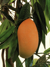 Laden Sie das Bild in den Galerie-Viewer, Künstlicher Mango-Baum mit Früchten, Seidenblättern und Naturstämmen. 165 cm. Pflegefrei.